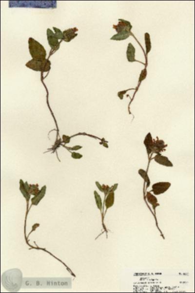 URN_catalog_HBHinton_herbarium_22304.jpg.jpg