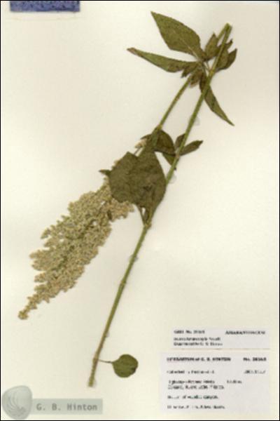URN_catalog_HBHinton_herbarium_28165.jpg.jpg