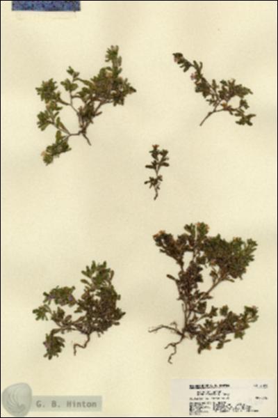 URN_catalog_HBHinton_herbarium_21960.jpg.jpg