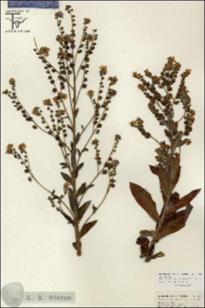 URN_catalog_HBHinton_herbarium_26648.jpg.jpg