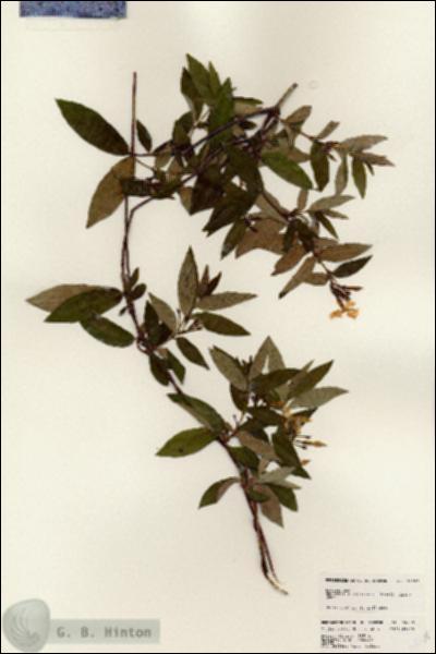 URN_catalog_HBHinton_herbarium_24709.jpg.jpg