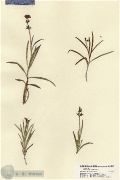 URN_catalog_HBHinton_herbarium_22403.jpg.jpg