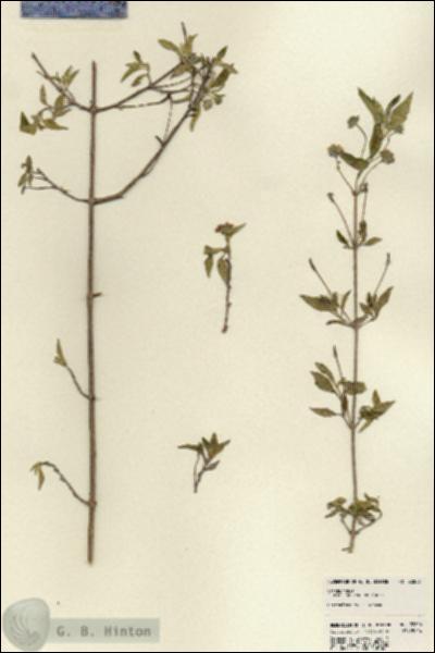 URN_catalog_HBHinton_herbarium_22806.jpg.jpg