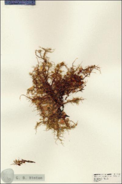 URN_catalog_HBHinton_herbarium_24681.jpg.jpg