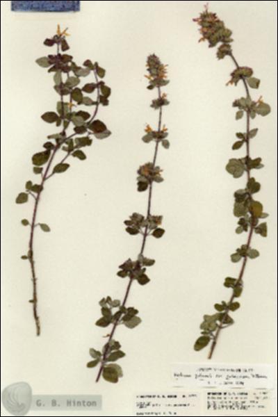 URN_catalog_HBHinton_herbarium_21750.jpg.jpg