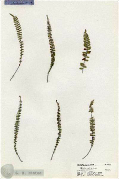 URN_catalog_HBHinton_herbarium_21030.jpg.jpg
