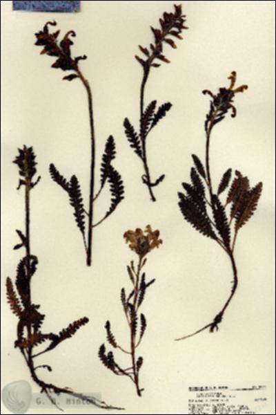 URN_catalog_HBHinton_herbarium_22211.jpg.jpg
