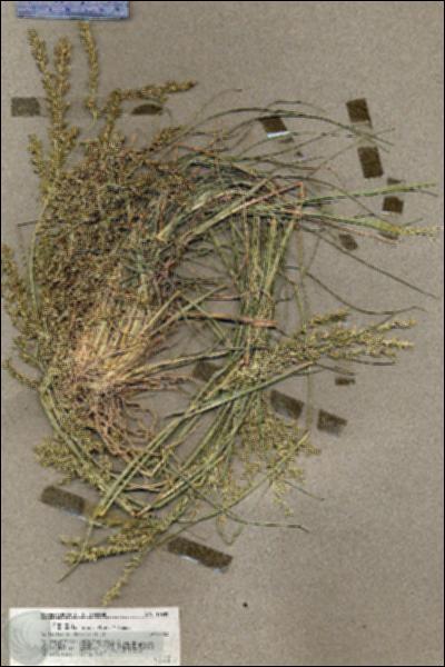 URN_catalog_HBHinton_herbarium_19639.jpg.jpg
