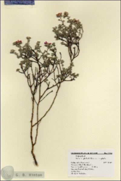 URN_catalog_HBHinton_herbarium_17313.jpg.jpg