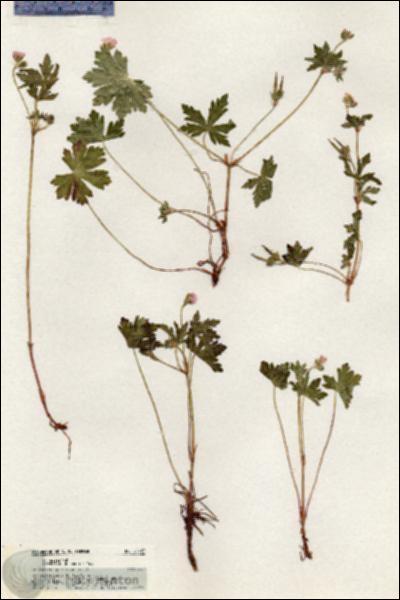 URN_catalog_HBHinton_herbarium_20453.jpg.jpg