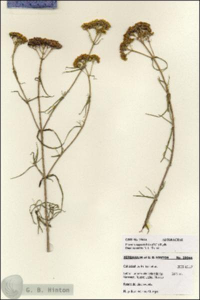 URN_catalog_HBHinton_herbarium_28044.jpg.jpg