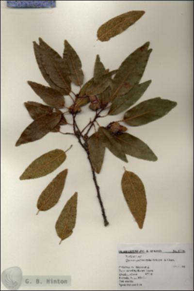 URN_catalog_HBHinton_herbarium_17716.jpg.jpg