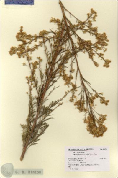 URN_catalog_HBHinton_herbarium_2973.jpg.jpg