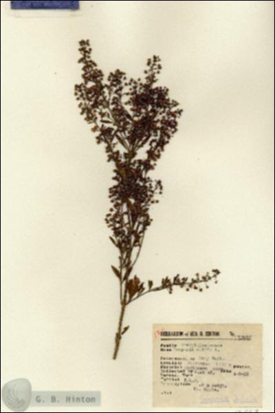 URN_catalog_HBHinton_herbarium_12863.jpg.jpg