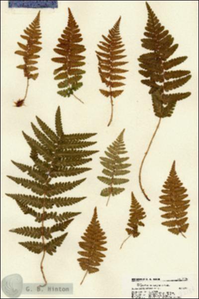 URN_catalog_HBHinton_herbarium_22154.jpg.jpg