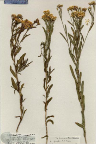 URN_catalog_HBHinton_herbarium_20486.jpg.jpg