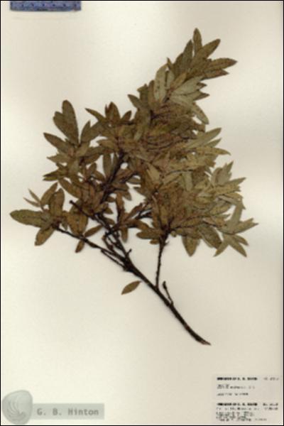 URN_catalog_HBHinton_herbarium_24558.jpg.jpg