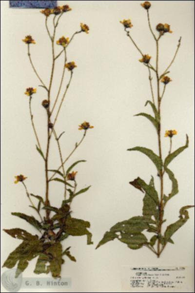 URN_catalog_HBHinton_herbarium_21724.jpg.jpg