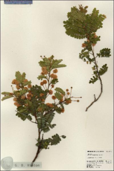 URN_catalog_HBHinton_herbarium_24178.jpg.jpg