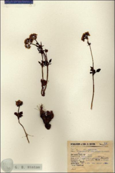 URN_catalog_HBHinton_herbarium_894.jpg.jpg