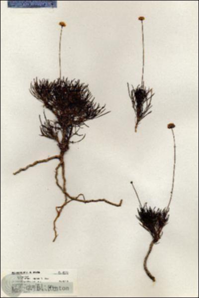 URN_catalog_HBHinton_herbarium_20393.jpg.jpg