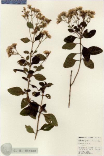 URN_catalog_HBHinton_herbarium_25104.jpg.jpg
