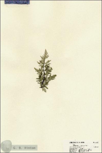 URN_catalog_HBHinton_herbarium_22121.jpg.jpg