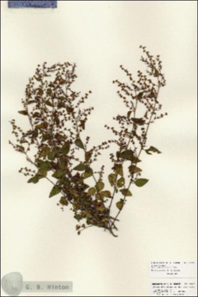 URN_catalog_HBHinton_herbarium_25907.jpg.jpg