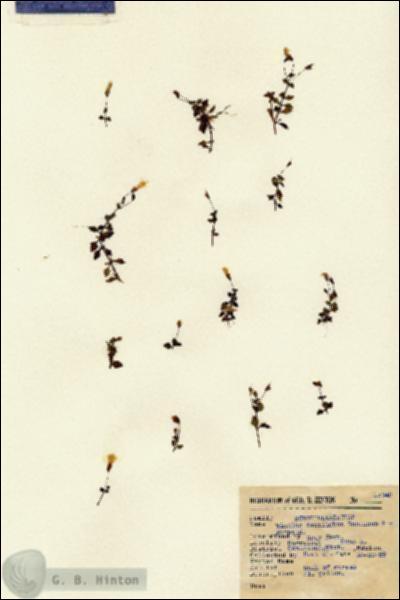 URN_catalog_HBHinton_herbarium_15349.jpg.jpg