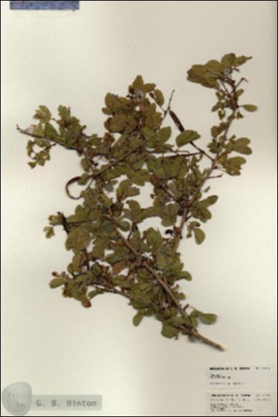 URN_catalog_HBHinton_herbarium_25133.jpg.jpg