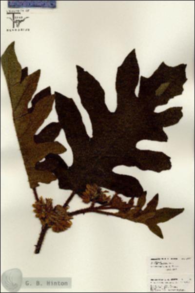 URN_catalog_HBHinton_herbarium_26332.jpg.jpg