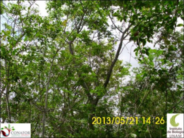 52341_S1_ARC_20130521_006_002.jpg.jpg