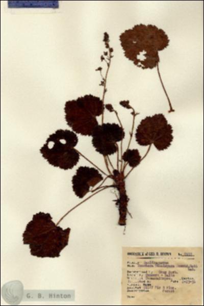 URN_catalog_HBHinton_herbarium_8933.jpg.jpg