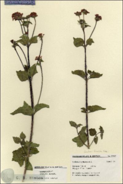 URN_catalog_HBHinton_herbarium_27517.jpg.jpg