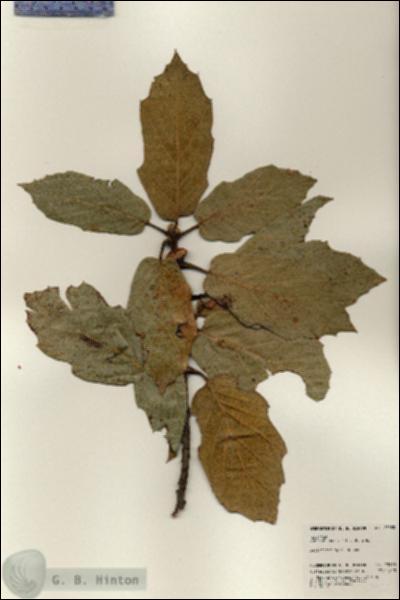 URN_catalog_HBHinton_herbarium_23935.jpg.jpg