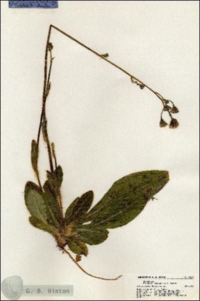 URN_catalog_HBHinton_herbarium_20239.jpg.jpg