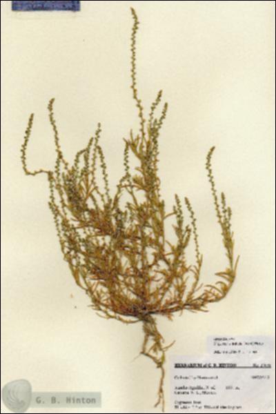 URN_catalog_HBHinton_herbarium_27038.jpg.jpg