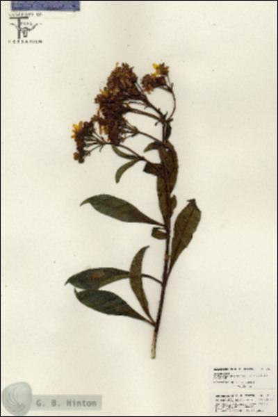 URN_catalog_HBHinton_herbarium_26603.jpg.jpg