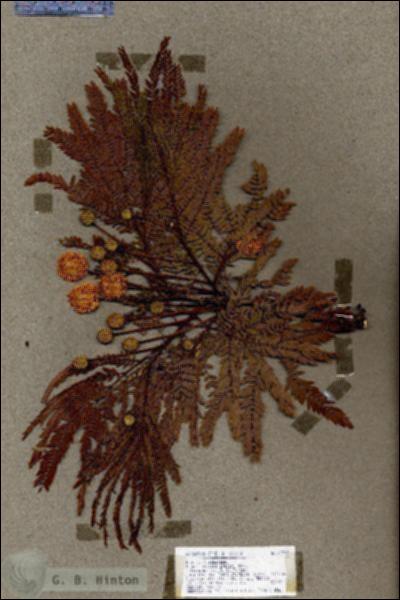 URN_catalog_HBHinton_herbarium_17795.jpg.jpg