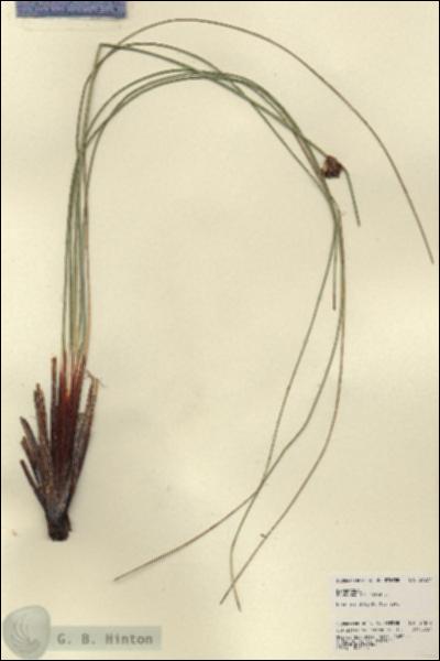 URN_catalog_HBHinton_herbarium_21877.jpg.jpg