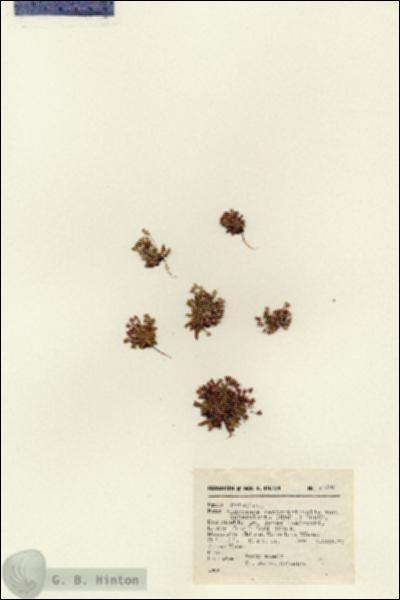 URN_catalog_HBHinton_herbarium_17292.jpg.jpg