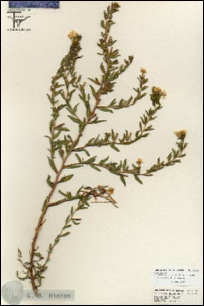 URN_catalog_HBHinton_herbarium_25784.jpg.jpg