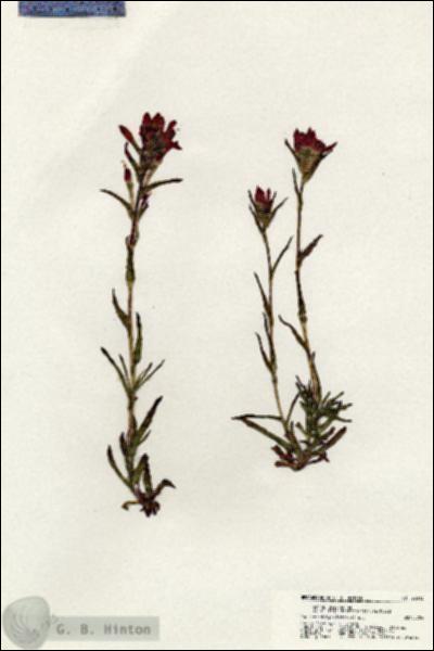 URN_catalog_HBHinton_herbarium_20313.jpg.jpg