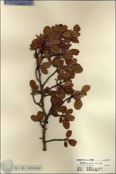 URN_catalog_HBHinton_herbarium_21827.jpg.jpg