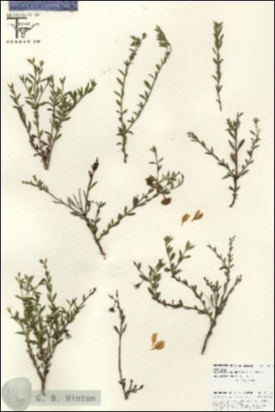 URN_catalog_HBHinton_herbarium_25836.jpg.jpg