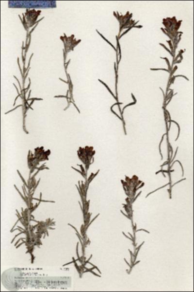 URN_catalog_HBHinton_herbarium_21079.jpg.jpg