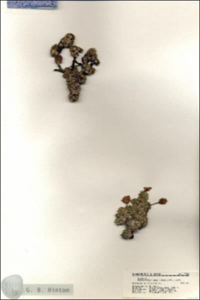 URN_catalog_HBHinton_herbarium_20864.jpg.jpg