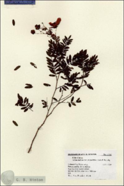 URN_catalog_HBHinton_herbarium_11512.jpg.jpg