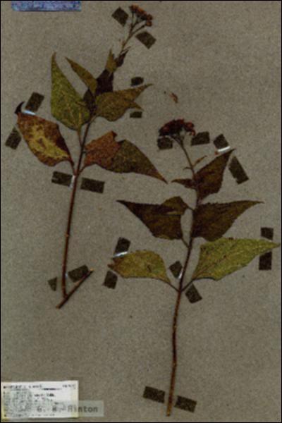 URN_catalog_HBHinton_herbarium_19043.jpg.jpg