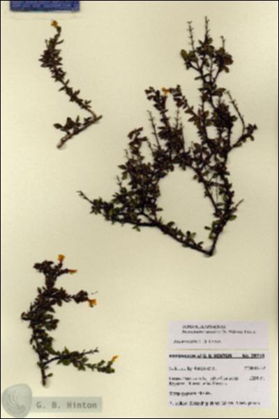 URN_catalog_HBHinton_herbarium_28710.jpg.jpg